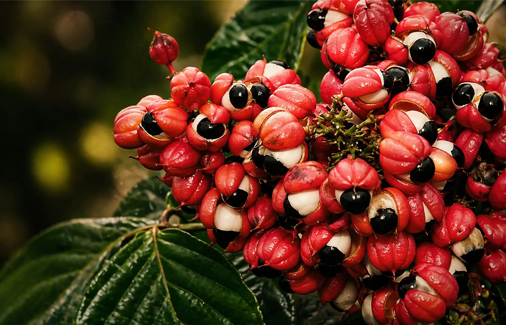 Guaraná da Amazônia — ingrediente premium InterAmericas